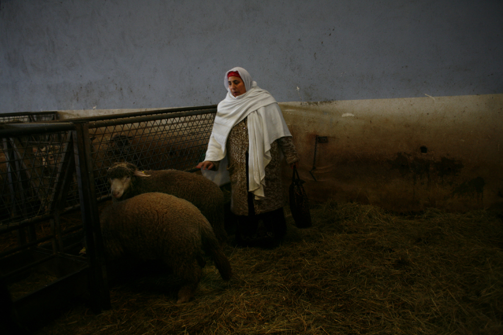 Abattoir DUPAS à Jossigny. Les animaux y sont abattus par des sacrificateurs, selon le rituel musulman. Une cliente vient choisir son mouton avant de le conduire à l'abattoir.