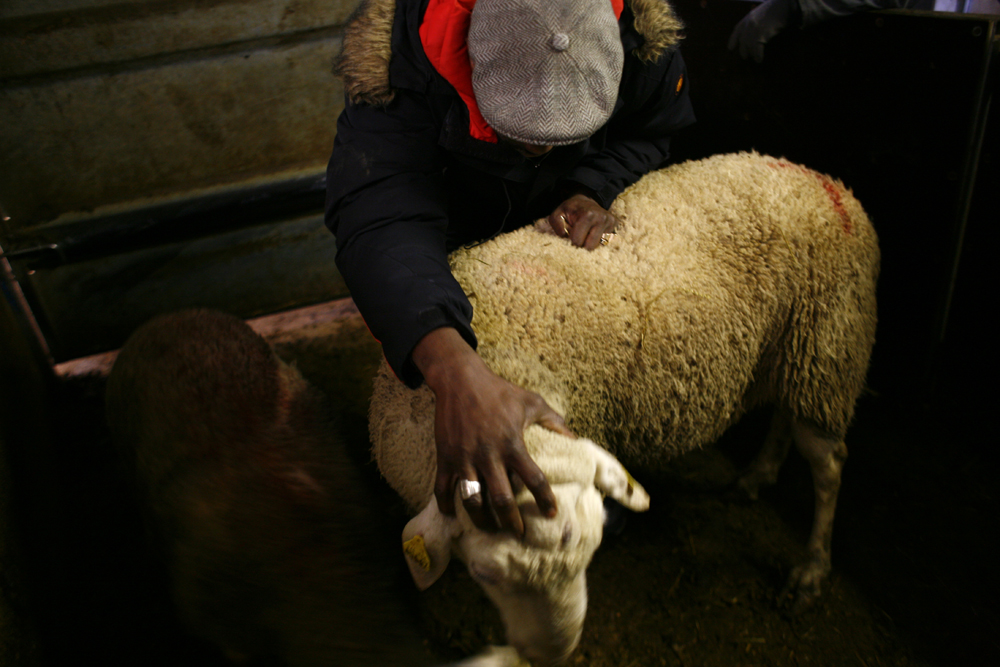 Abattoir DUPAS à Jossigny. Les animaux y sont abattus par des sacrificateurs, selon le rituel musulman. Un client fait une prière sur son mouton avant de le conduire à l'abattoir