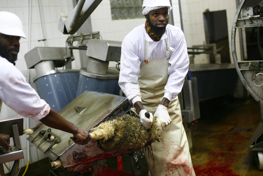 Abattoir DUPAS à Jossigny. Les animaux y sont abattus par des sacrificateurs, selon le rituel musulman.